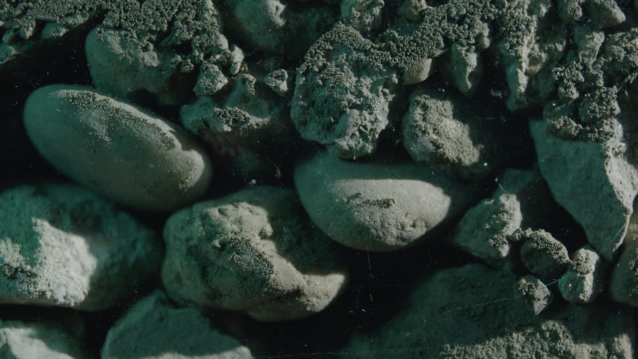 겹겹이 쌓인 바위 아래에 사는 작은 곤충 개미의 정적인 클로즈업 샷