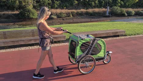 a lady goes for a walk with her recently operated boxer dog in a dog cart