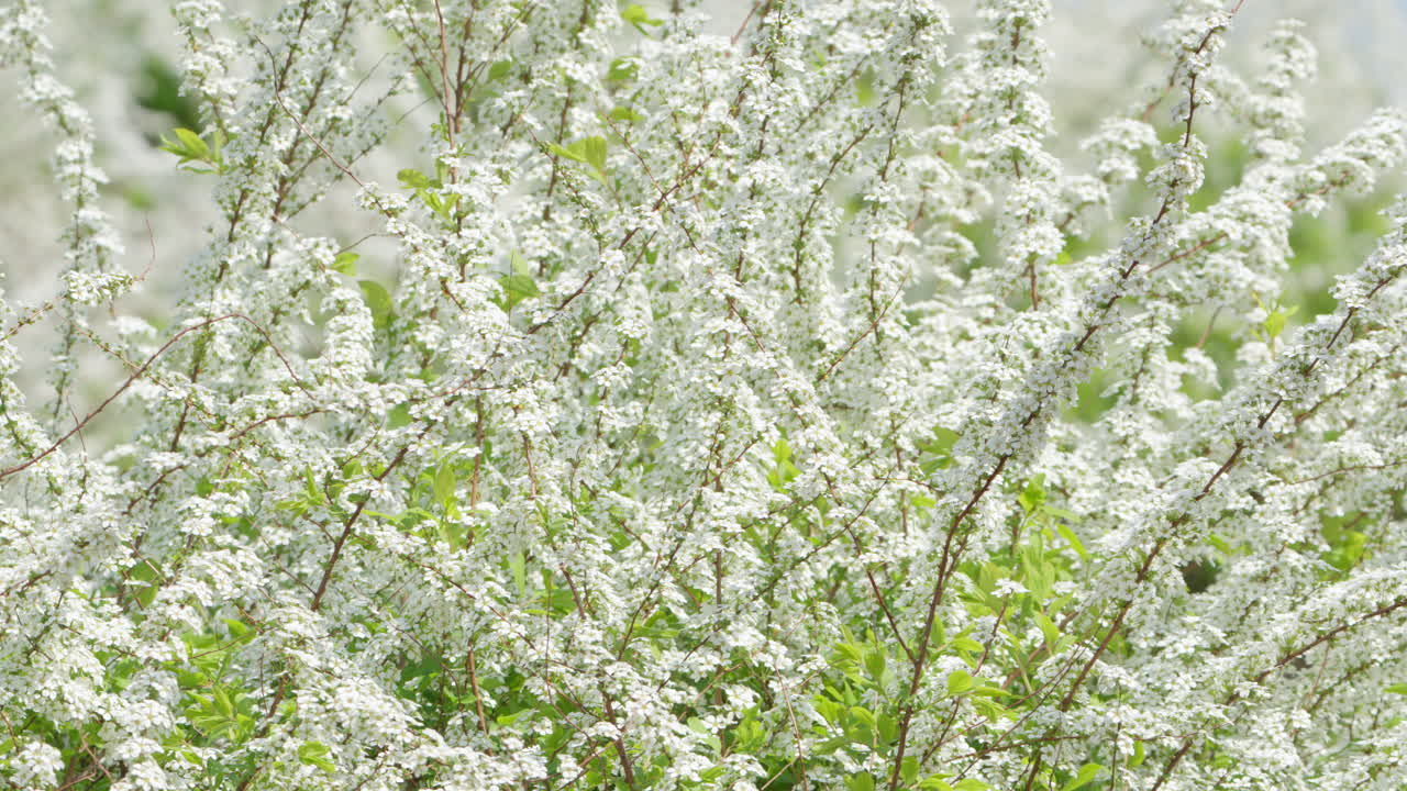 spiraea thunbergii 또는 thunberg spiraea 또는 thunbergs meadowsweet