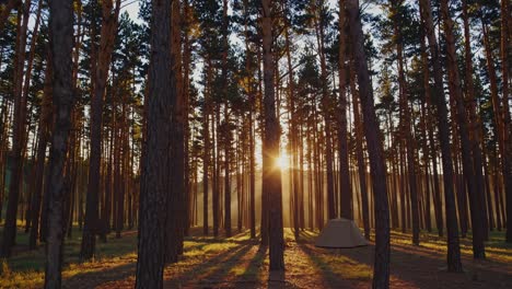 sunrise/sunset in a pine forest with a tent