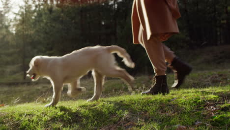 mujer caminando con un perro en un pintoresco bosque de otoño. video en cámara lenta 4k