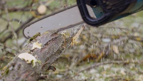 Chainsaw-cutting-apple-tree-trunk-into-firewood,-preparing-for-winter-heating-season