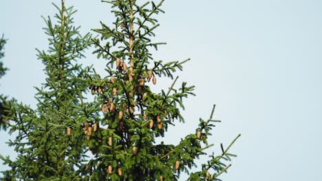 fresh pinecones on the tops of the pine trees