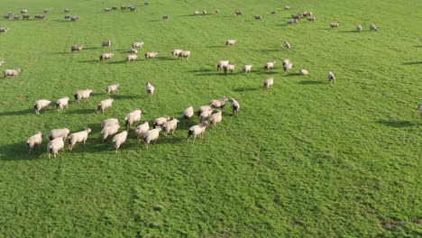 aerial tracking shot following a flock of sheep as they slowly move through a lush green countryside in ireland