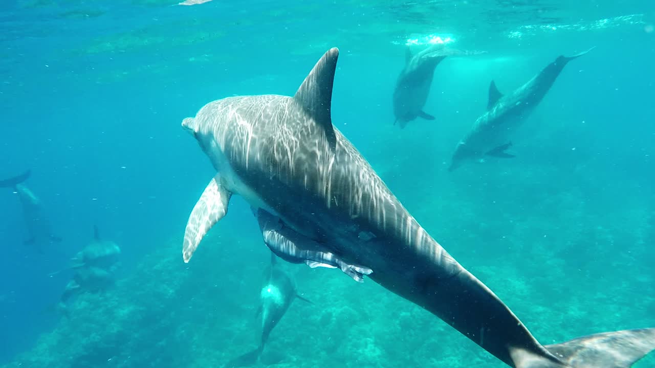 A lone bottlenose dolphin swimming towards and around the camera. Clear blue waters with plenty of light.