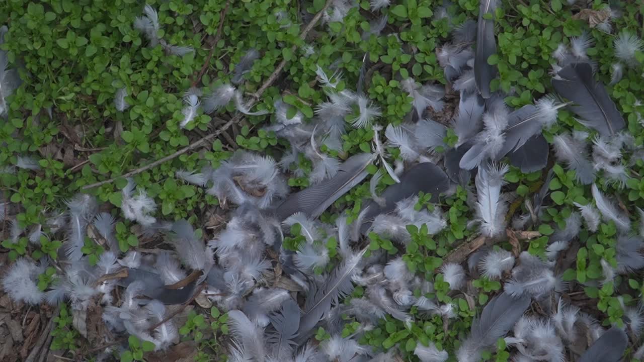 A serene natural scene featuring scattered white and grey feathers nestled among lush green plants and brown leaves. Ideal for nature, creative, and environmental projects.