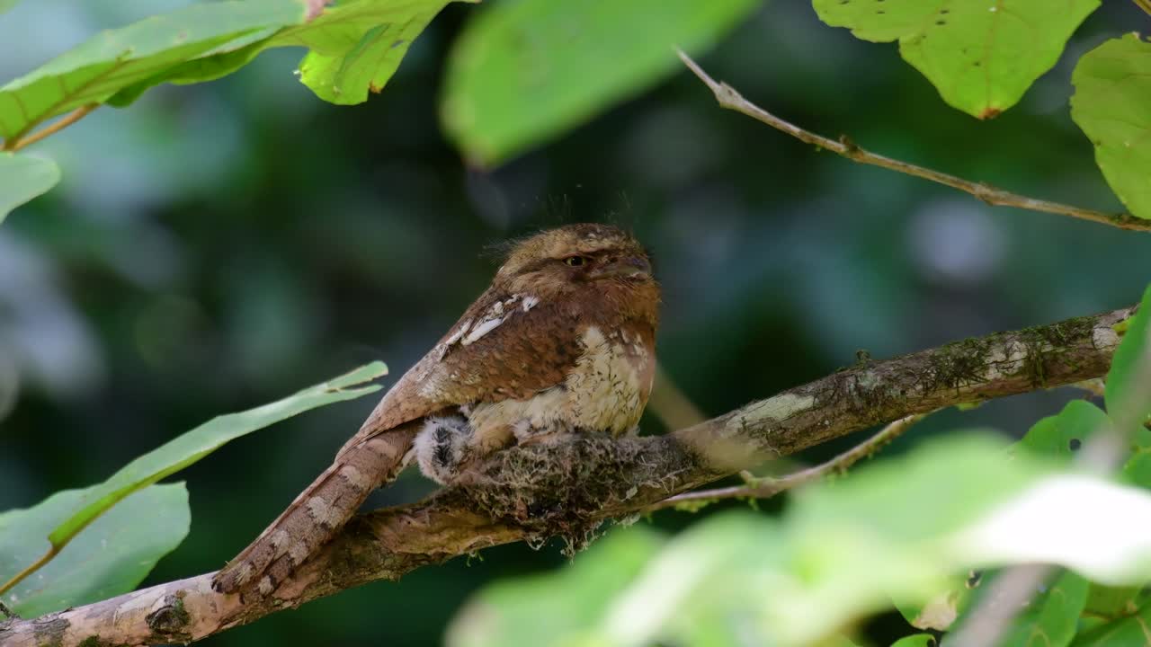 The Javan Frogmouth or Horsfield's Frogmouth is found in Thailand and other Asian countries