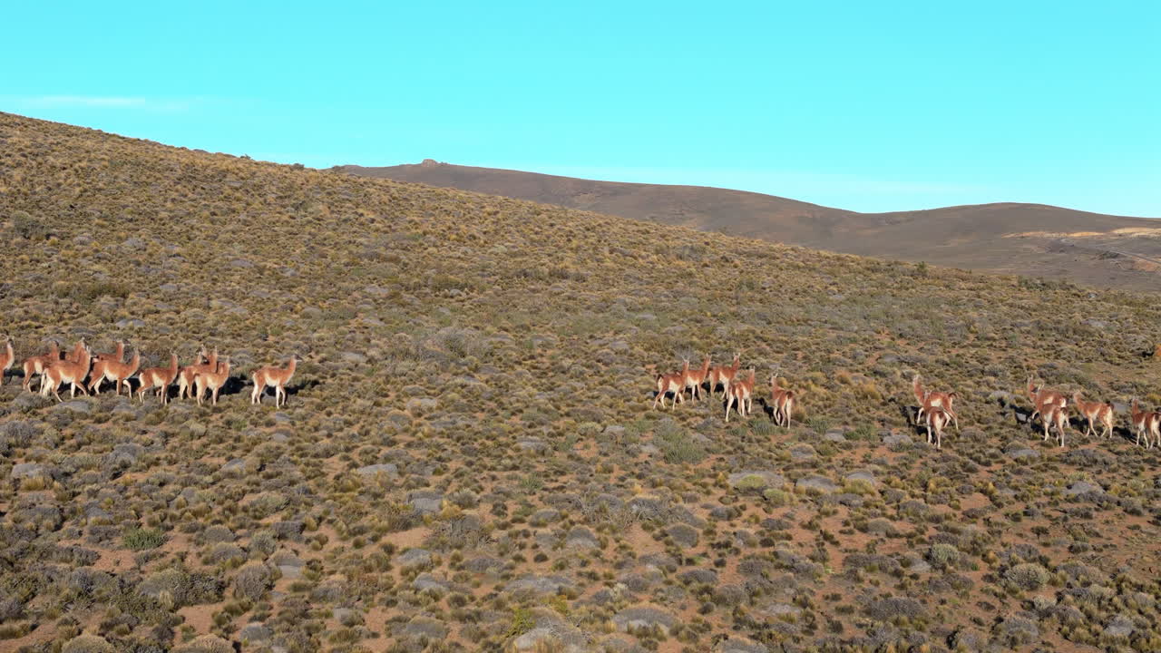 Herd of guanacos - Lama guanicoe - walking on the Patagonian steppe in Argentina, under a clear blue sky, showcasing the unique wildlife and landscape of South America, drone panning establishing shot