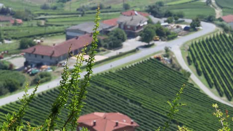 aerial view of vineyards and houses