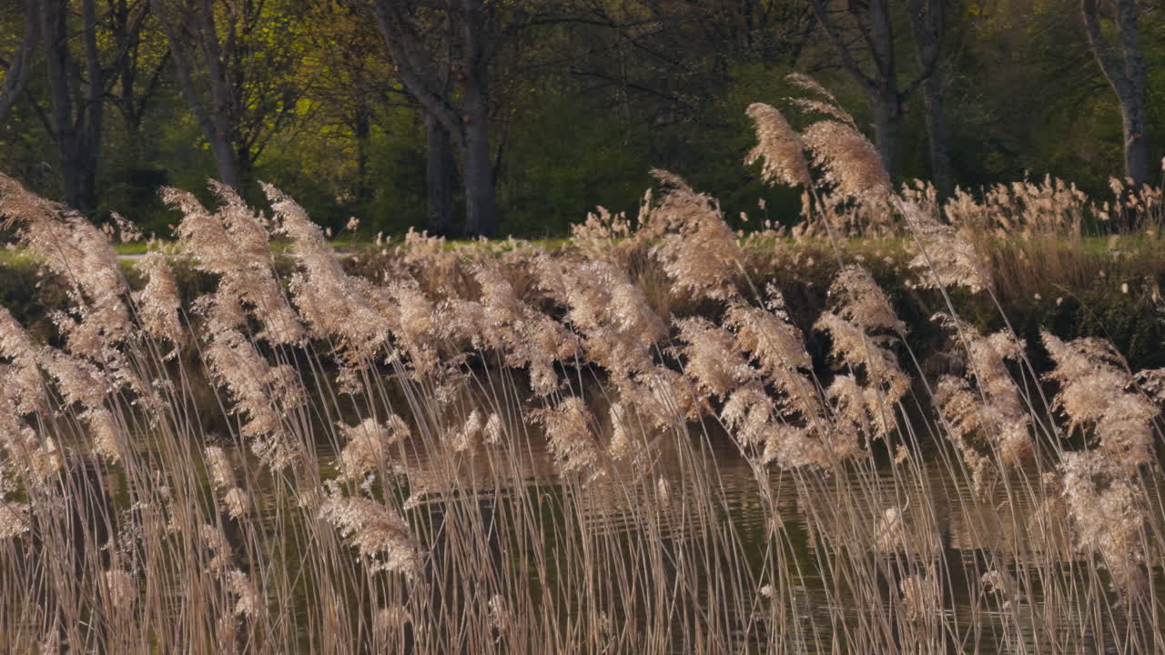 Tall reeds sway near river by forest, calm nature near Chambord Castle canal