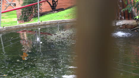 Recinto-De-Agua-Animal-En-El-Zoológico-De-Johannesburgo,-Toma-Panorámica-De-Izquierda-A-Derecha