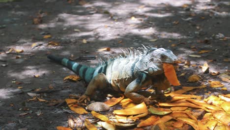 slow-motion shot of a big iguana eating a mango fruit in south america