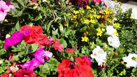 vibrant flowers in sestriere, piedmonte, italy