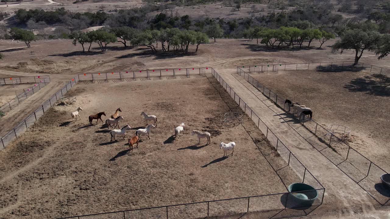 Paddock di campagna con cavalli domestici in piedi in una giornata di sole estiva