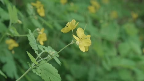 flowers-blooms on plants along the wissahickon creek