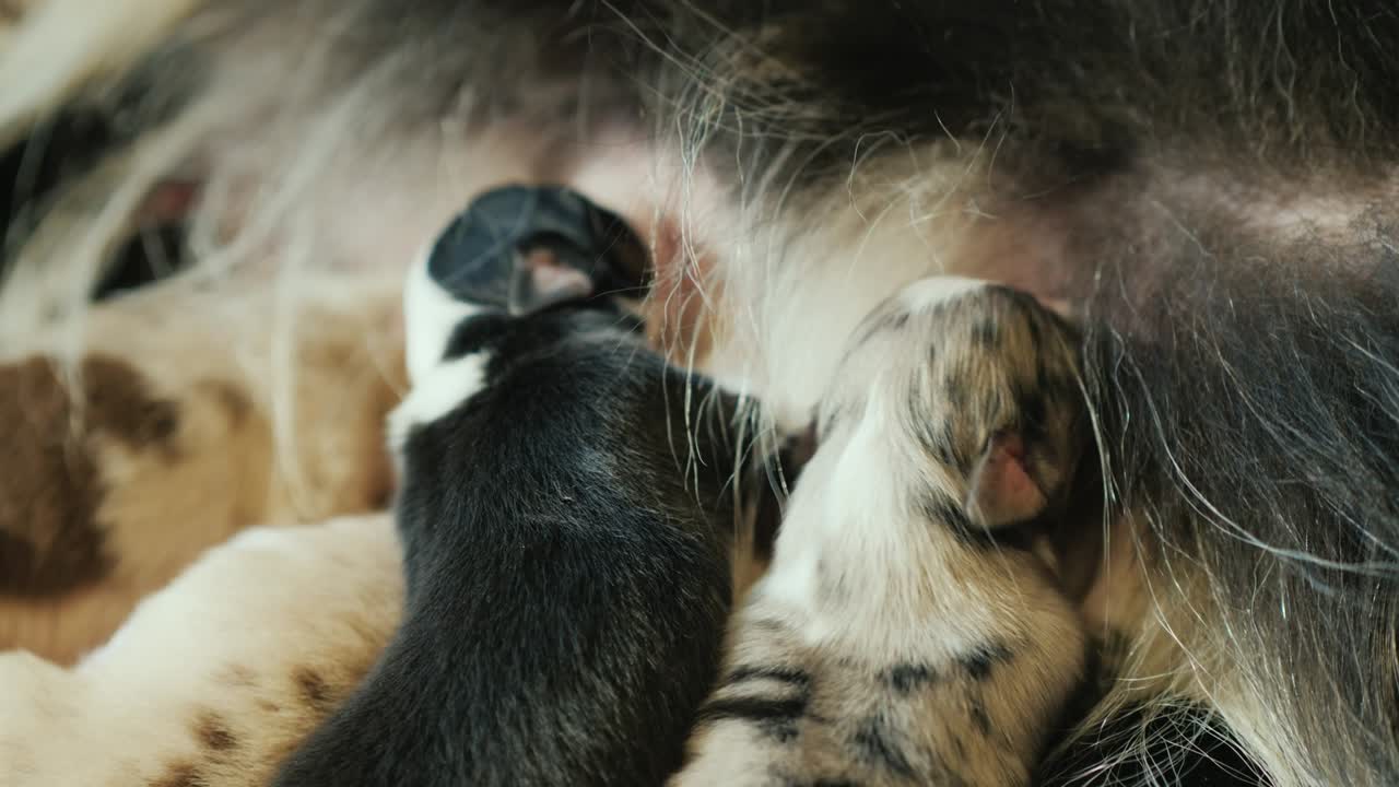 Close-up: Filhotinhos engraçados mamam o leite da mãe.