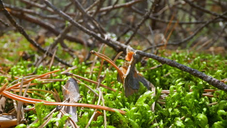 pile of windfall old sticks and yellow needles on grass