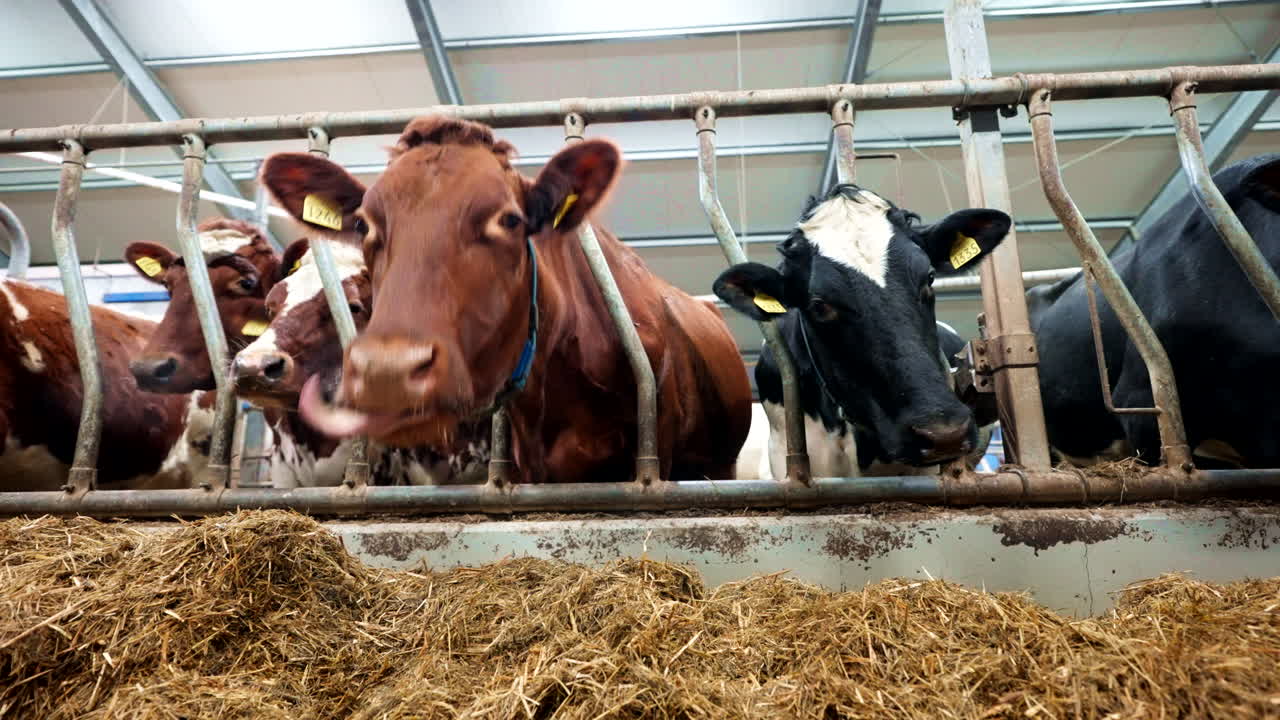 Norwegian Dairy Cows Eating Hay Through A Fodder Bale. - closeup shot