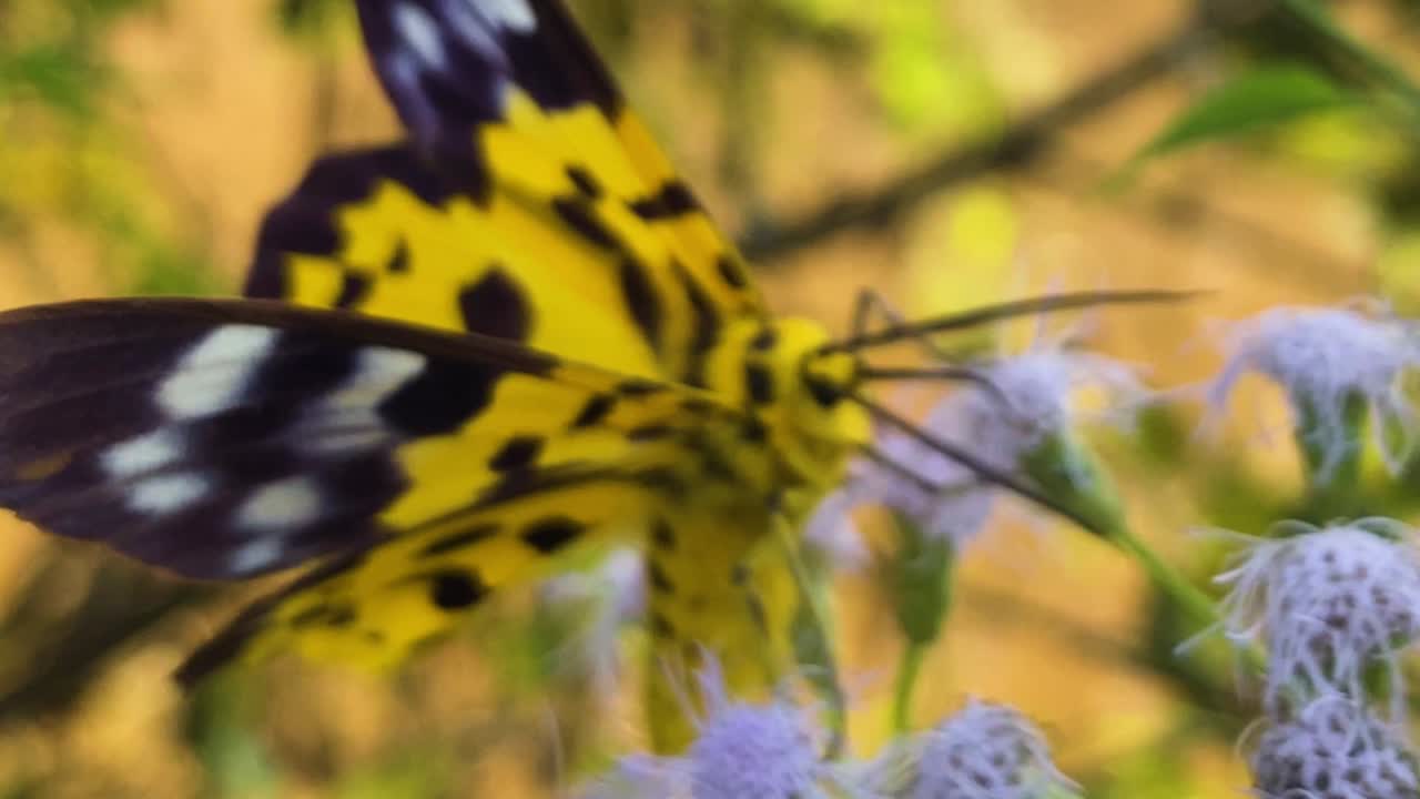 Adult False Tiger Moth Feeds On Siam Weed Flowers' Nectar. Close-up, Macro Shot