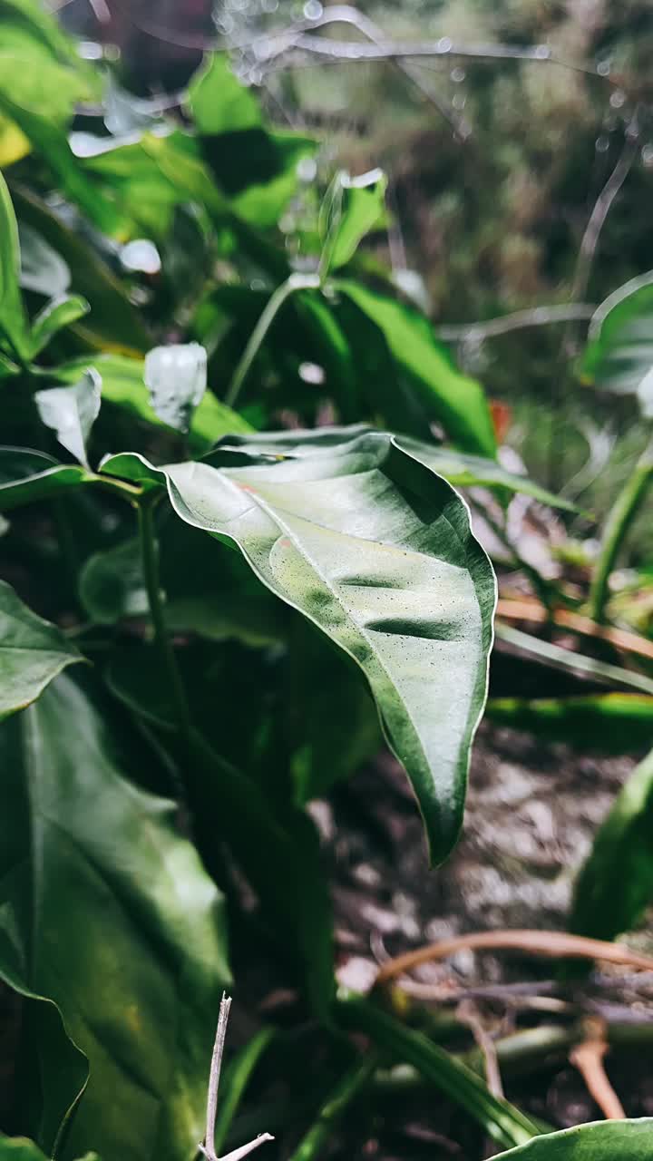 Close-up of a green leaf in a lush environment