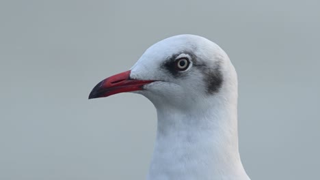 Möwe-Porträt,-Bang-Pu,-Samut-Prakan,-Thailand