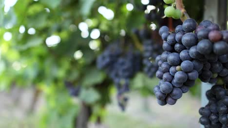 close-up of grapes in a vineyard