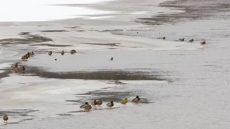 bunch of ducks sitting on the edge of ice in river medium