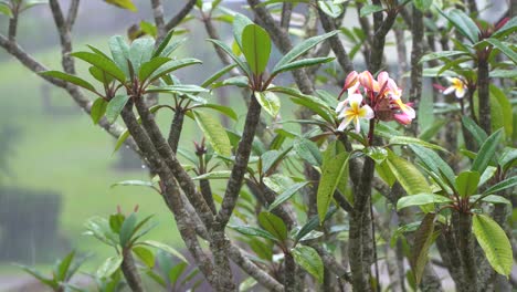 雨落在 plumeria 樹的花朵上,熱帶植物的背景