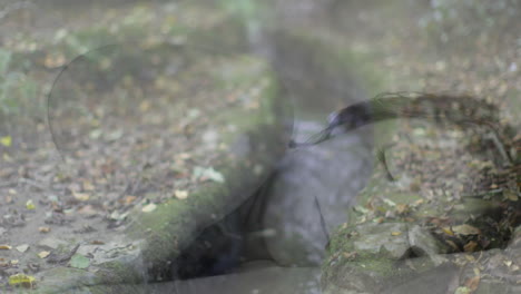 un arroyo que fluye en el bosque con una superposición de caras animadas