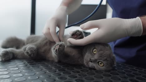 visit at veterinarian with cat.