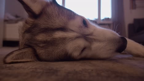 full frame closeup of husky dog face as she scratches her ear once