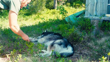a man is waking his dog to feed it near imalitjønna in indre fosen, trøndelag, norway - static shot