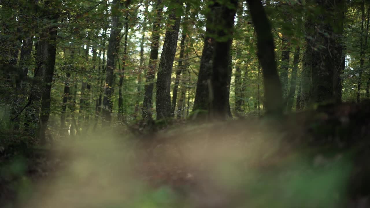 Horizontal paning of trees in a forest, covered in moss and sunlight, with a leaves foreground