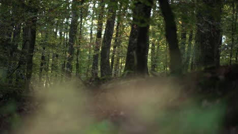 horizontal paning of trees in a forest, covered in moss and sunlight, with a leaves foreground