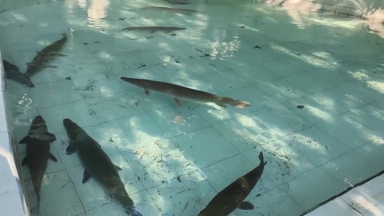 Group of Alligator Gar Swimming in a Tiled Pool