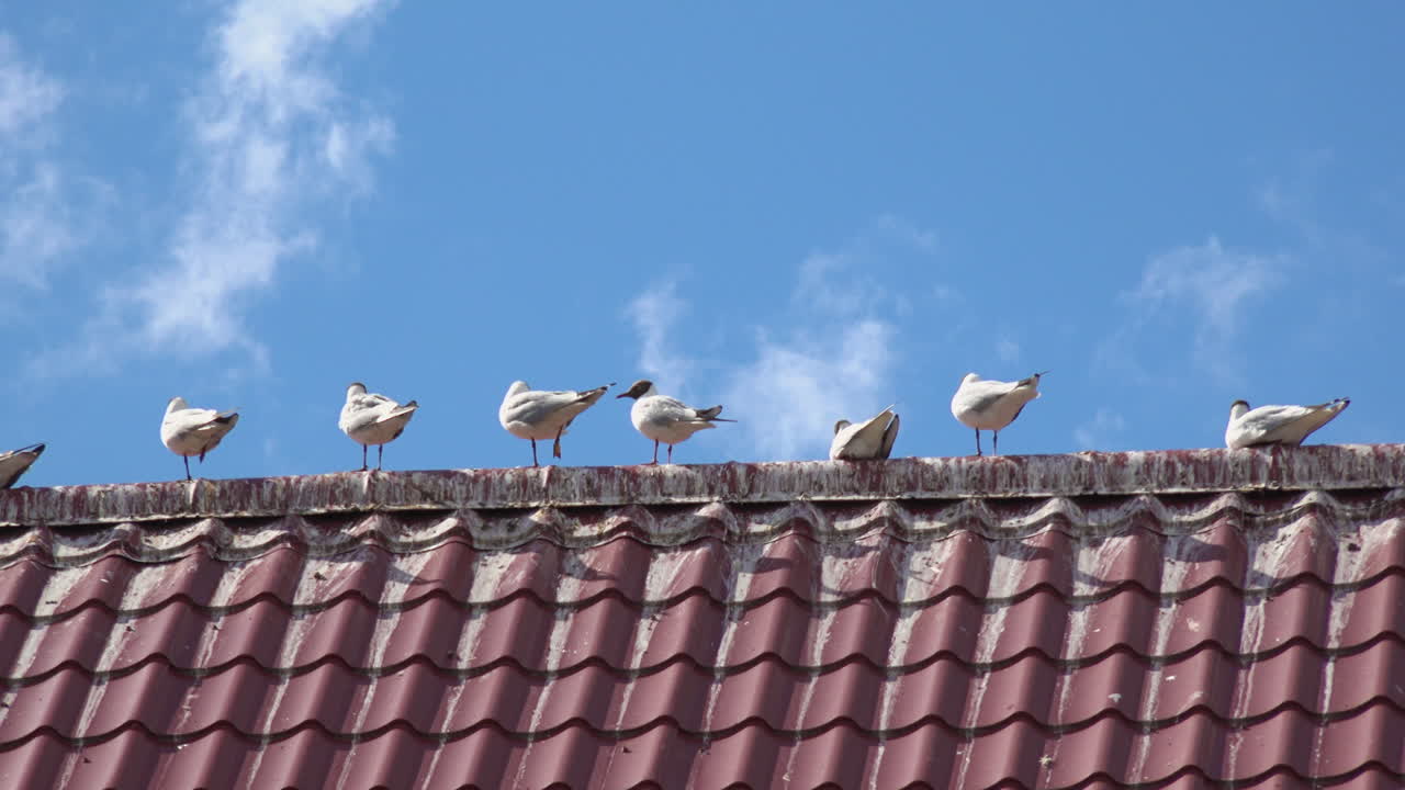 una vista profunda de las aves sentadas en el techo de la fortaleza del museo korela, rusia