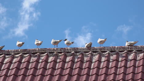 Ein-Tiefer-Blick-Auf-Vögel,-Die-Auf-Einem-Dach-Der-Museumsfestung-Korela,-Russland,-Sitzen