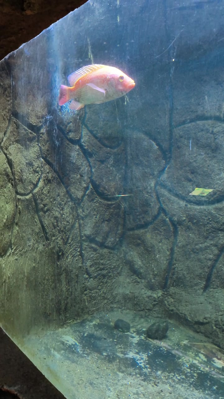 Pesce Ciclide Rosa che nuota in un acquario