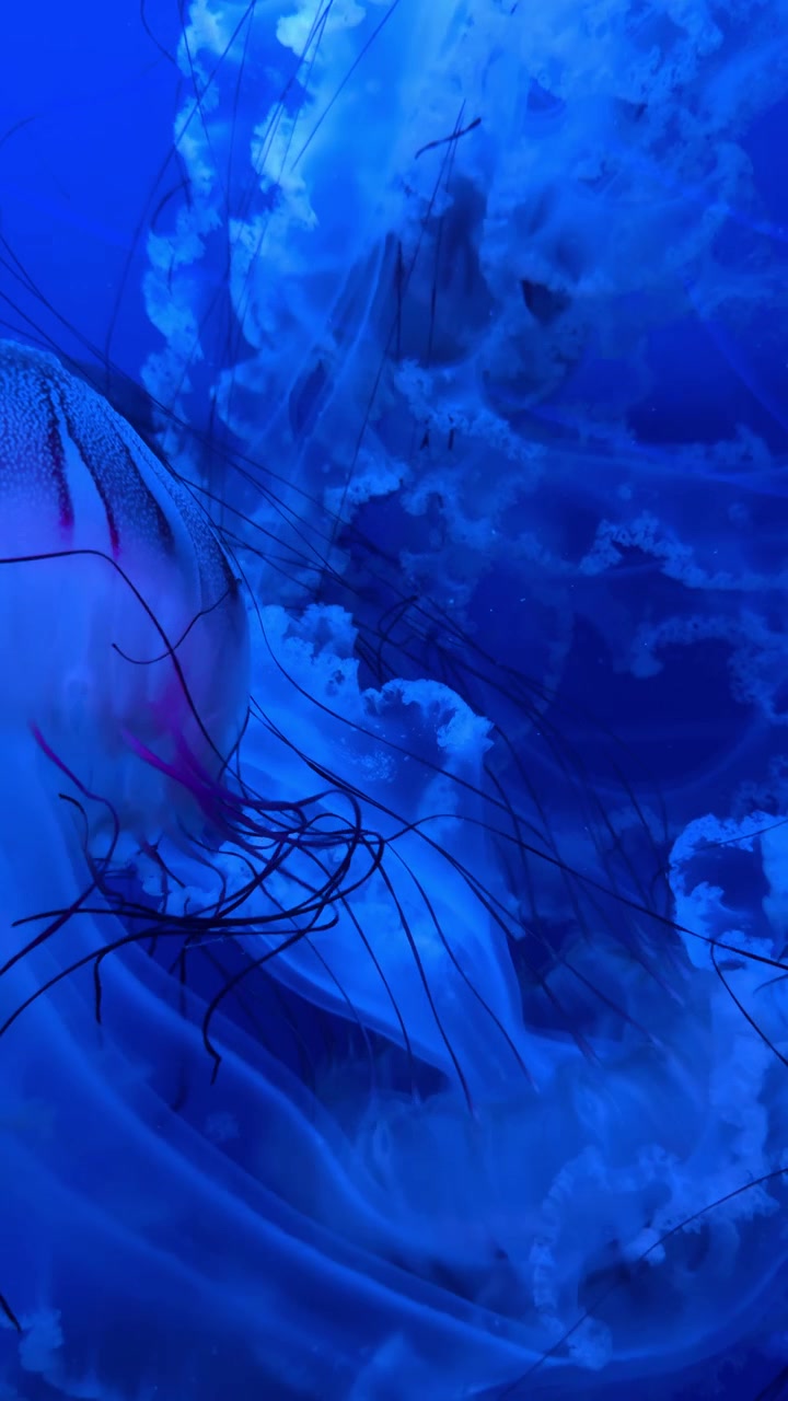Tentacoli di meduse intrecciati in un acquario blu profondo. Composizione astratta di corpi traslucidi sovrapposti con filamenti scuri e riflessi rosa.