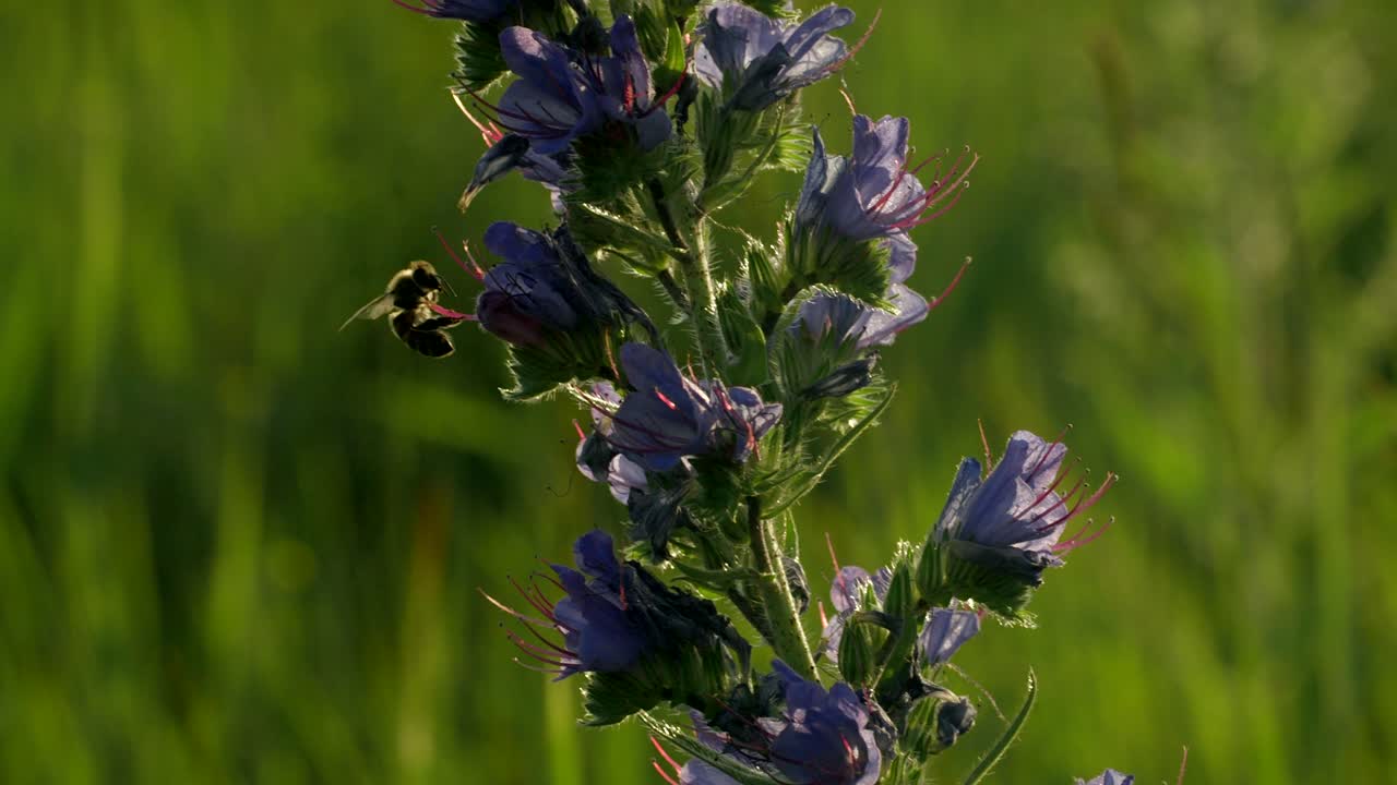 벌에서 보라색 꽃을 피우고