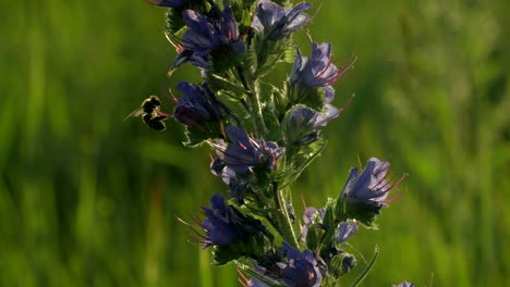en las flores púrpuras en un campo de abejas