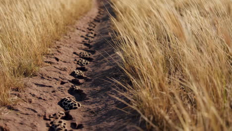 animal tracks on a dusty path through tall grass