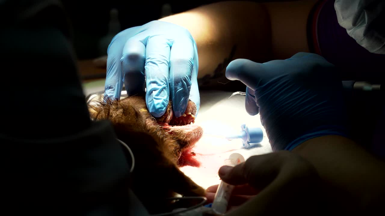 limpieza de dientes de perro