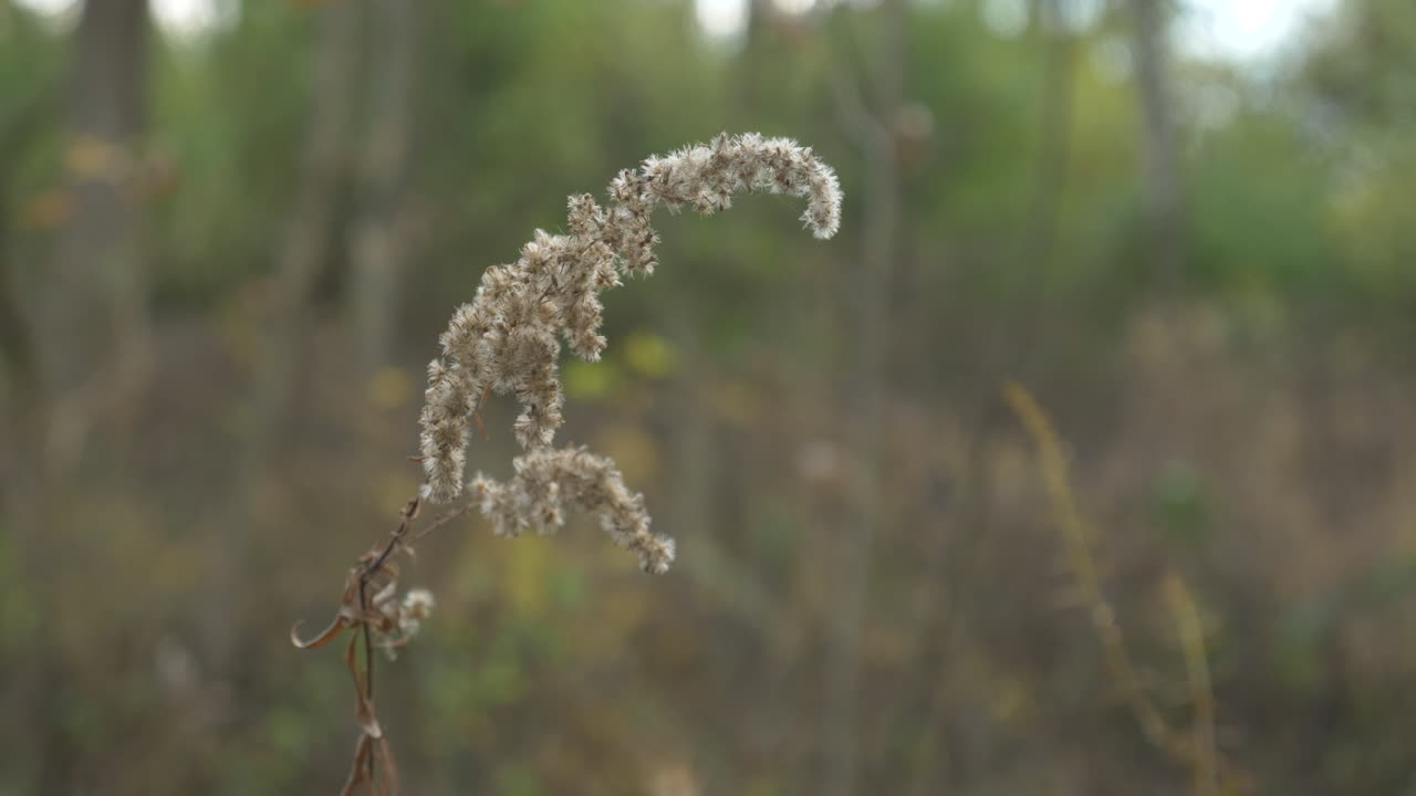 una planta difusa ondeando en el viento, en el bosque, en cámara lenta
