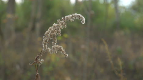 Una-Planta-Difusa-Ondeando-En-El-Viento,-En-El-Bosque,-En-Cámara-Lenta