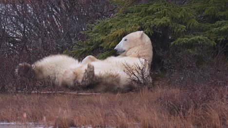 Slow-motion-sleepy-polar-bear-laying-on-it's-back-amongst-the-sub-arctic-brush-and-trees-of-Churchill,-Manitoba