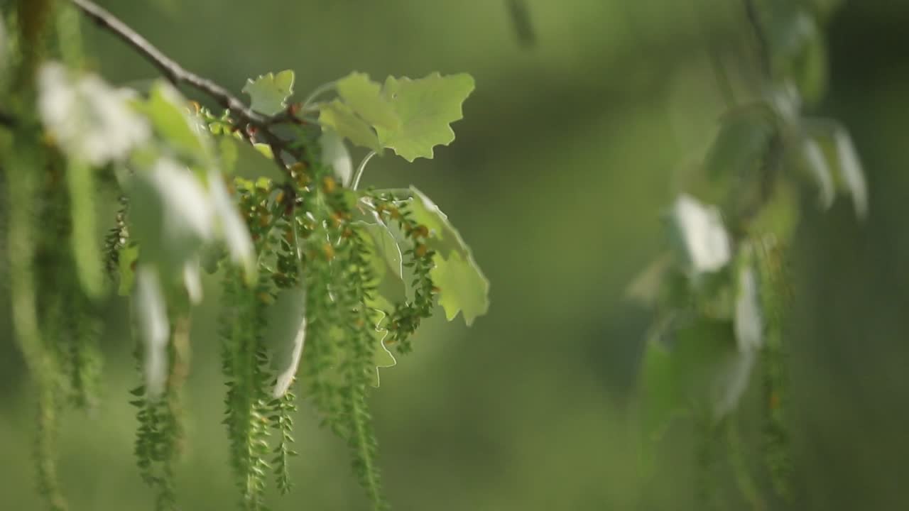 Tree leafs swing on wind in spring, nature background