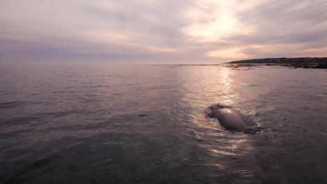 big rotund body of southern right whale reflected in sunlight, drone riser