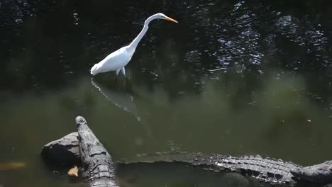 crocodiles 06