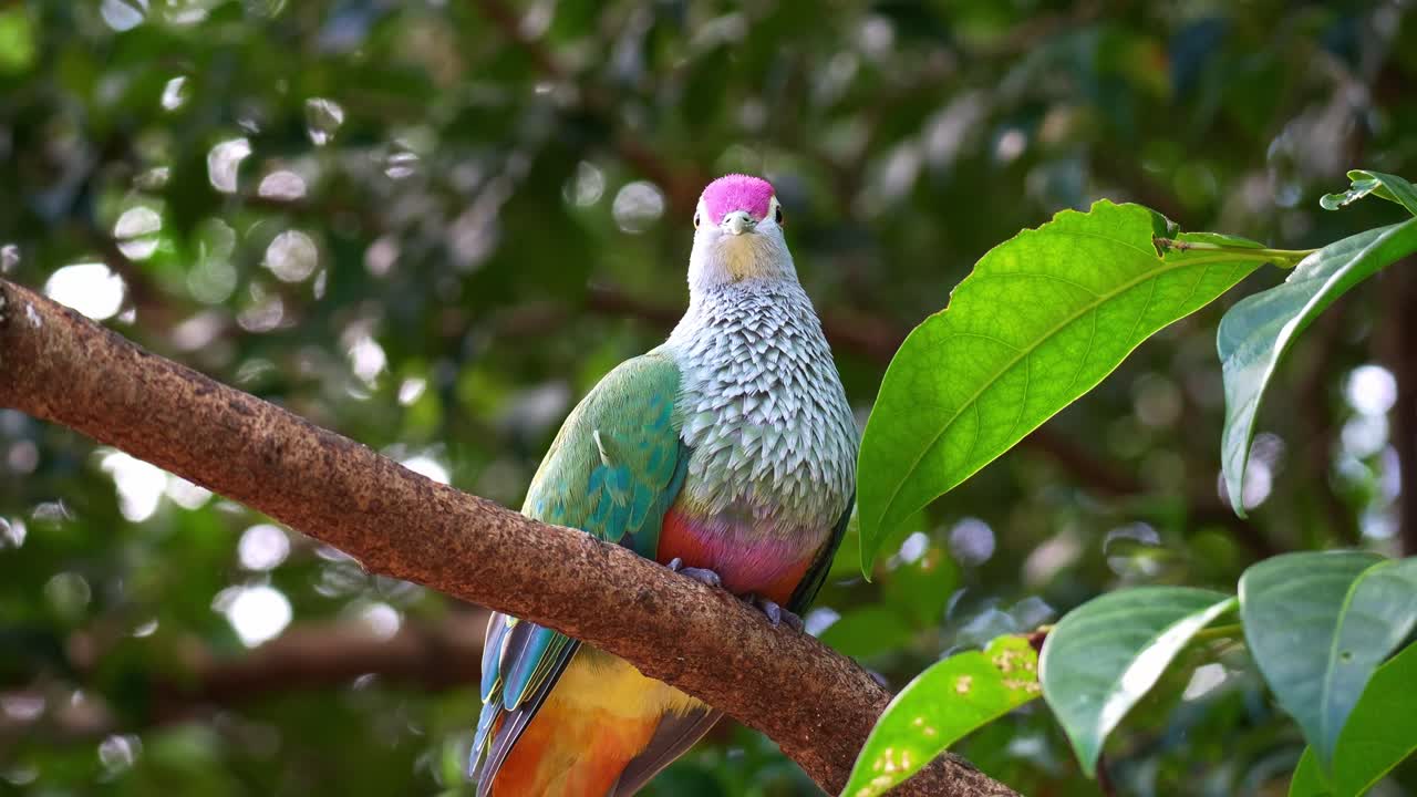 Een roosgekroonde vruchtenduif (ptilinopus regina) zit op een tak in zijn natuurlijke habitat en loopt langzaam weg, close-up